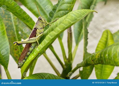 Bird Grasshopper, Swarming Locust Closeup Stock Photo - Image of ...