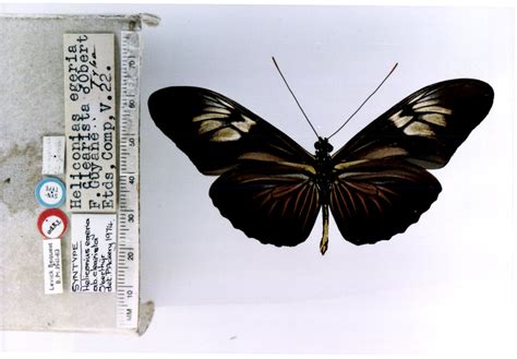 Heliconius e. egeria (type specimens)