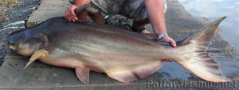 Mekong giant catfish - Pattaya Fishing