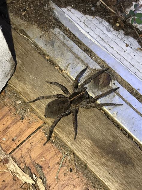 [Houston, TX] Never seen a spider this large in Houston. What is it ...