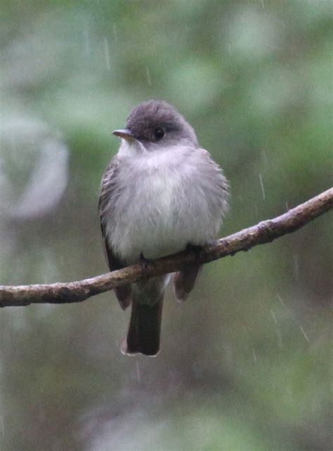 Graham's Birding Blog: Sites near Magee Marsh 15 - 19 May 2011