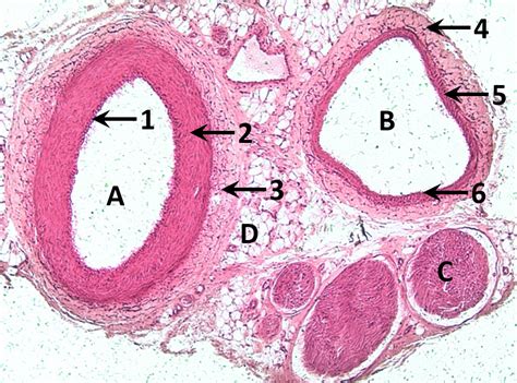 Circulatory System Histology,, Histology - arteries and veins, Artery ...