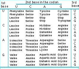 Evolution - A-Z - Amino acids