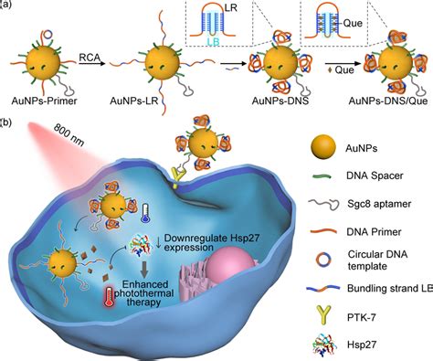 a Schematic illustration of AuNPs-DNS/Que synthesis. b Aptamer-mediated ...