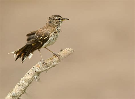 Close-Up Photo of Bird Perched on Branch · Free Stock Photo