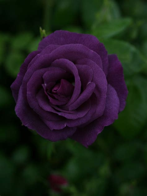 dark purple rose | Purple roses, Dark purple roses, Rose seeds