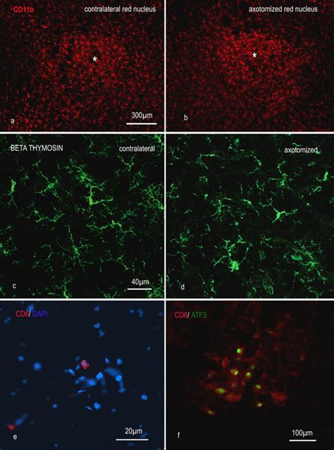 anti-CD11b antibody | Mouse CD11b Monoclonal Antibody (Clone OX-42 ...