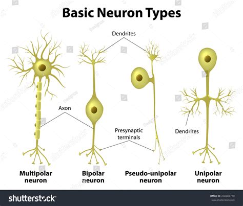 Basic Neuron Types Unipolar Pseudounipolar Neuron Stock Illustration ...