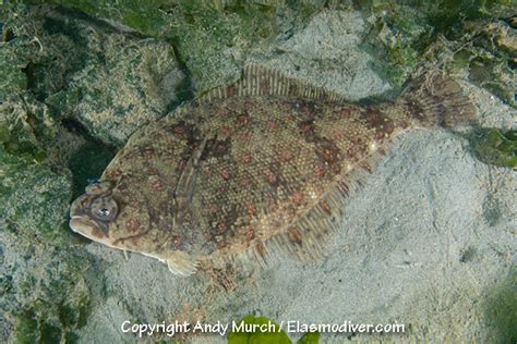 Pacific Sanddab Pictures. Images of Citharichthys sordidus