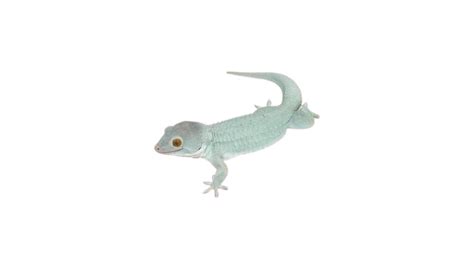 Tokay Gecko Morphs: Your Guide For 2024 | Pet Engineers