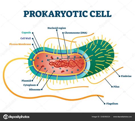 Prokaryotic Cell Structure Worksheet - Riset