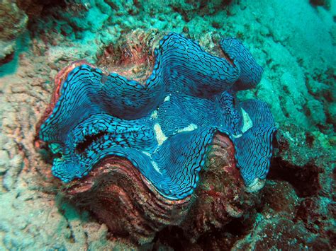 giant clam... Puerto Galera Phillipines | Underwater images, Giant clam ...