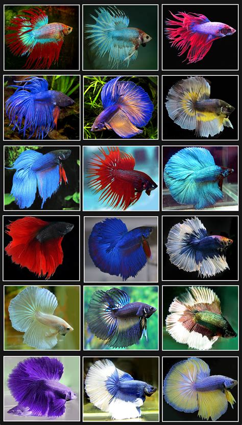 Betta Fish - Betta Fish Photo (34361974) - Fanpop