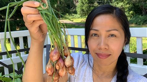 Harvesting Shallots, Drying & Storing Tips - YouTube