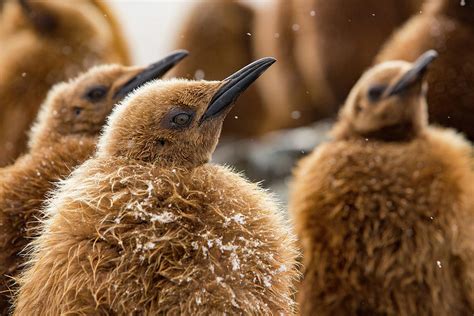 King Penguin Chicks In Creche, South Georgia Photograph by Mark Macewen ...