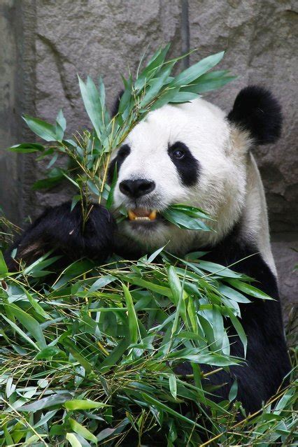 Giant Pandas in Beijing Zoo