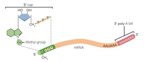 RNA Types and Structure | Concise Medical Knowledge