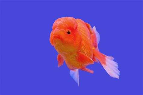 Ranchu Goldfish: Introduction & Guide to Ranchu Care | The Goldfish Tank