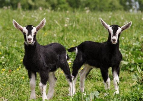 British Alpine Goat Breed Information - Farmer