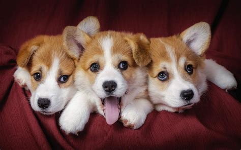 Hình nền Welsh Corgi, Pupgie, Chó HD: Màn hình rộng: Độ nét cao: Toàn ...