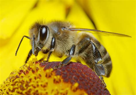 insect pollinators | Mrs Apis Mellifera