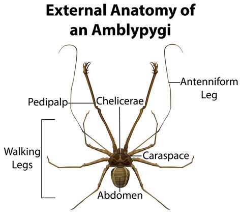 Anatomie externe d'un amblypygi sur fond blanc 1541648 Art vectoriel ...