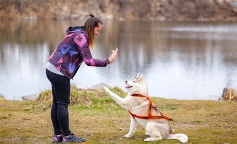 7 Types of Dog Training: Which Method is Best?