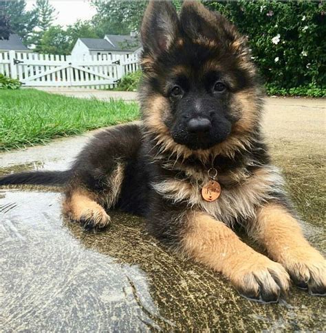 35 German Shepherd Puppies That Really Cute | FallinPets