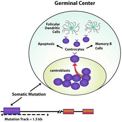 Somatic cell | Define Somatic cell at Dictionary.com