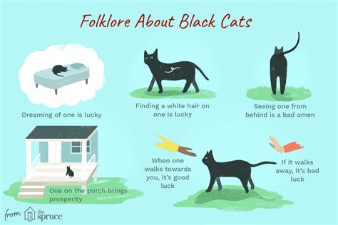 Myths and Superstitions About Black Cats