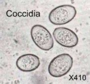 Coccidia