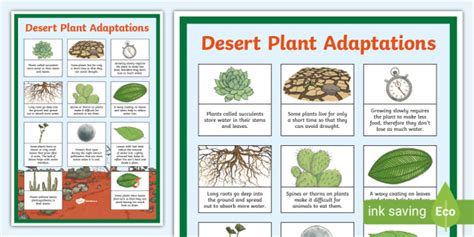 Desert Plant Adaptations Display Poster - Teaching Resource