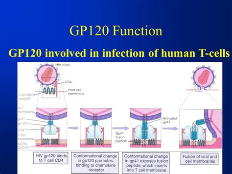 HIV GP120 Envelope Protein - ppt download