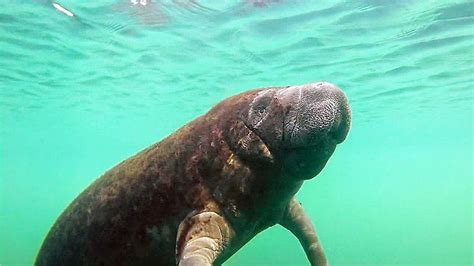 Bishop Museum of Science and Nature upgraded manatee habitat