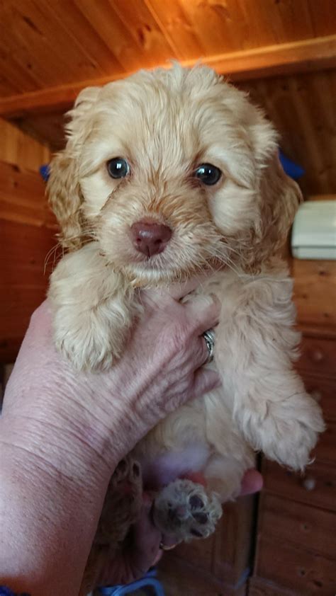 Cockapoo puppies ready to go to forever homes - Somerset Pet Services