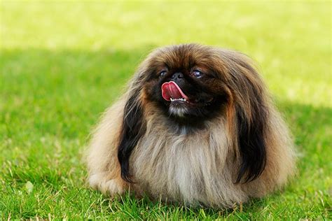 Pekingese Dog Breed Information