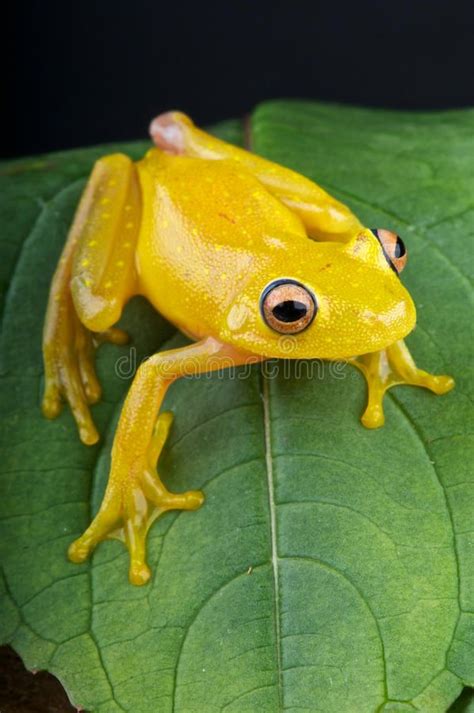 Yellow glass frog. The glass frog is an nocturnal,almost transparent ...