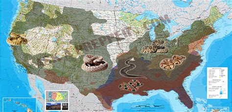 Venomous Snakes That Live in Your Backyard ! | Self-Sufficiency