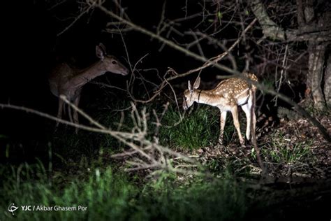 Iran's Wildlife in Photos: Persian Fallow Deer | Iran Front Page