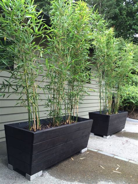 Useful Tips For Growing Bamboo Plants In Pots - Page 2 of 2