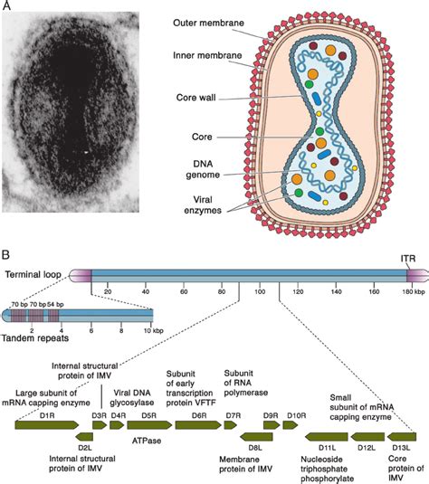 Smallpox Virus Labeled