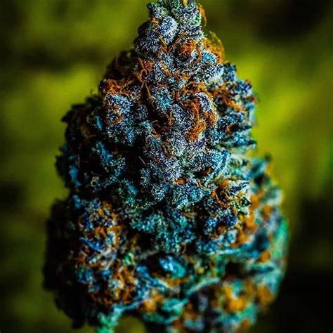 The Top 6 Best Indica Strains in South Africa 2024 | Cannabis Connect