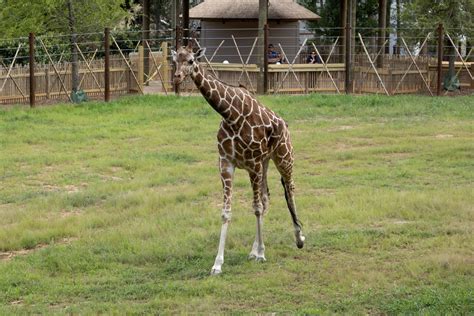 Giraffe - Zoo Atlanta