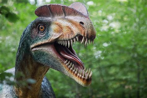 Dilophosaurus - A-Z Animals