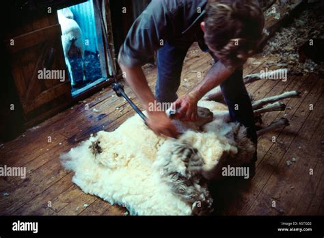 New Zealand Sheep Shearing Stock Photo - Alamy