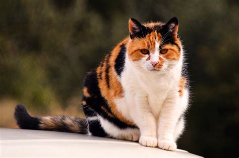 Cute Pictures Facts About Calico Cats Kittens | atelier-yuwa.ciao.jp