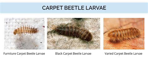 Do Carpet Beetles Live In Human Hair Dogs And Cats Crosswords | www ...