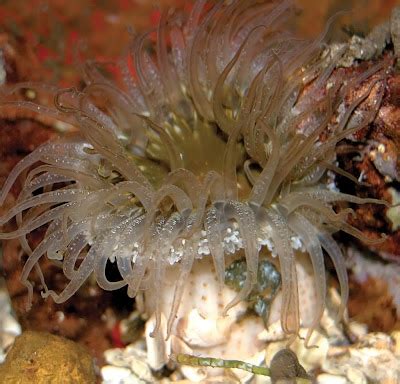 Images by Christine Walsh: Cnidarians- Sea Anemones and Sea Jellies of ...