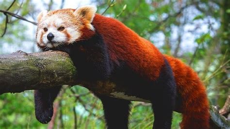 Red Panda Facts - Scientific Name, Habitat, Population, Reproduction ...