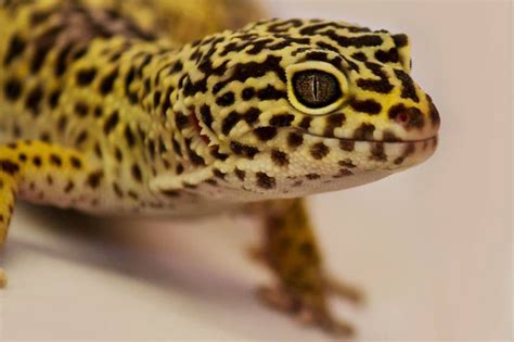 Gecko Species For Every Keeper | Evolution Reptiles | Gecko, Leopard ...